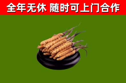 滨州市烟酒回收冬虫夏草.jpg